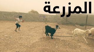 يومنا في المزرعة كان غير