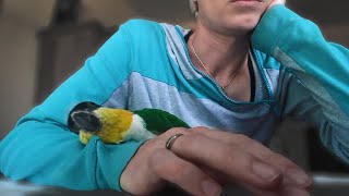 ChiChi's Reaction After I'm Gone 10 Days | How Caique Parrot REALLY Feels About His Trainer