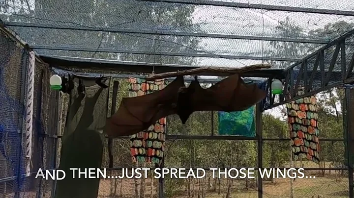 Slow Mo - Bat Flies For 1st Time After Horrific Barb Wire Injury - Meet Archie Doing His Flight Test