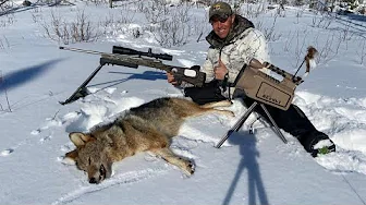 3 Leg Coyote