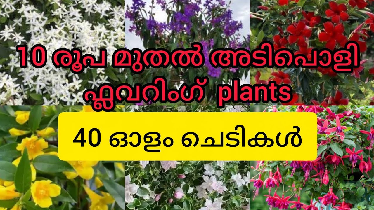 10 രൂപ മുതൽ 40 ഓളം ചെടികൾ