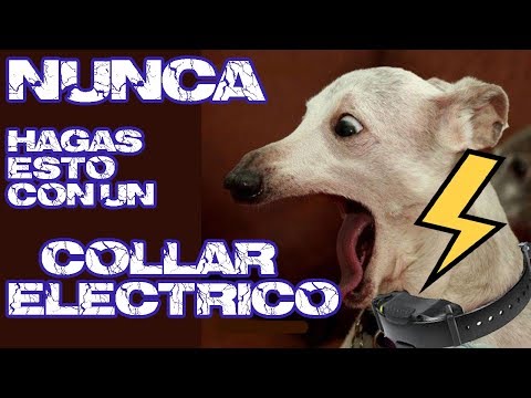 Video: Entrenamiento del collar eléctrico y agresión del perro