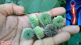 నడమ నపప త పట 100రగలన నయ చస శకత దనక ఉదన మక తలస ? Atibala Chettu Uses