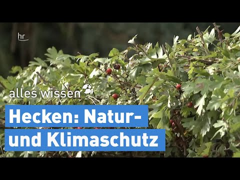 Video: Growing Fruit Tree Hedges: Beliebte Obstbäume, die Hecken bilden können