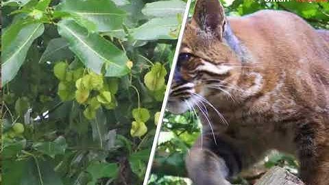 NCERT CBSE Class 8 Science Chapter 7 Conservation of Plants and Animals Part 4