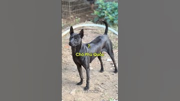 Top 10 loài chó được nuôi nhiều nhất Việt Nam.#top10 #dog #shorts