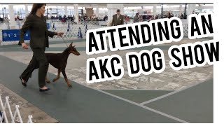 ATTENDING an AKC DOG SHOW