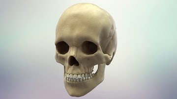 3D Animation - Human skull - Shadin Studio 2018