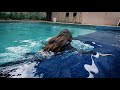 Luna takes a dip in the pool