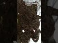 Tiktok frog army update  neighbors pov thinfrog