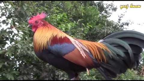 tus qaib dib daj qua zoo qua tsuag tshaj plaws 24/11/2019-2020