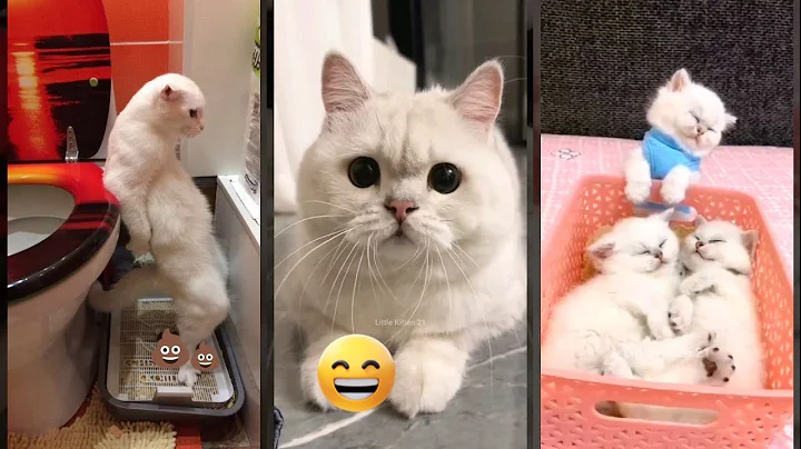 Video 10932561: talking cats fighting funny, cat eyes funny, funnycats