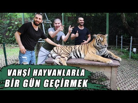 Video: Tayland'daki Vahşi Maymunlar: Sevimli ama Tehlikeli