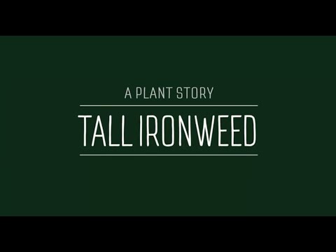 Video: Ironweed Plant Control - Erfahren Sie, wie Sie Ironweed in unerwünschten Bereichen töten