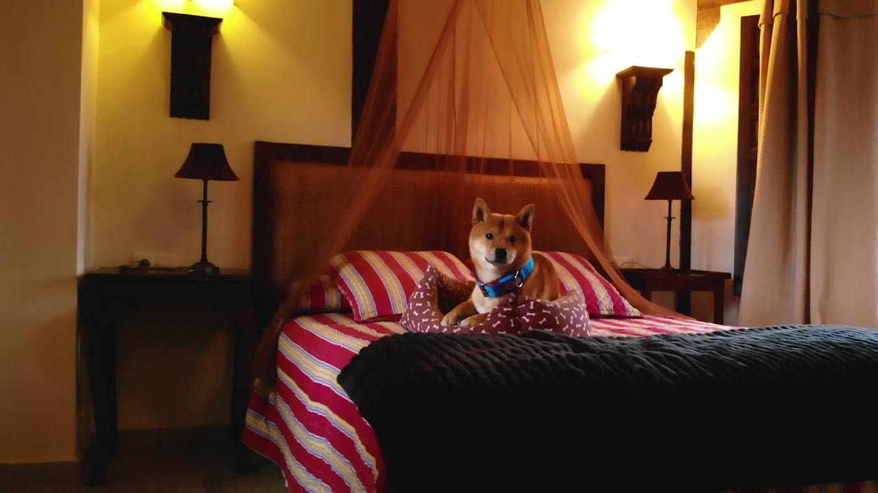 Ryu visita Velilla y se aloja en Las Casas de Velilla. Alojamientos que admiten mascotas en La Rioja