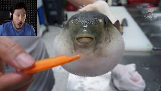 bite of 87 puffer fish edition