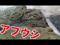 カエルに齧られたかったけど齧ってくれないからただ触るだけになりました。