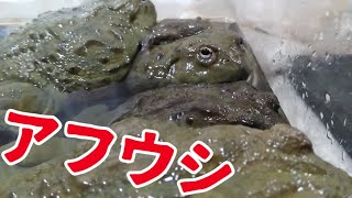 カエルに齧られたかったけど齧ってくれないからただ触るだけになりました。