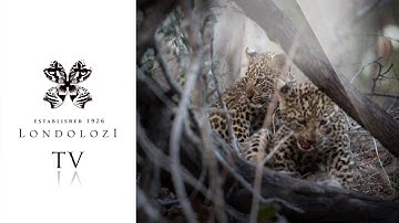 How to Use the Radial Filter in Lightroom - Londolozi TV