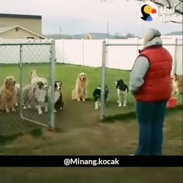Absen anjing lucu