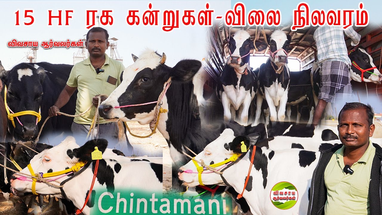 கர்நாடகா சிந்தாமணி சந்தையில் சக்தி வாங்கிய அதிகம் பால் கறக்கும் 15 கிடாரி கன்றுகள் #cows #heifers