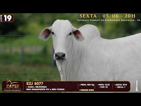 LOTE 19