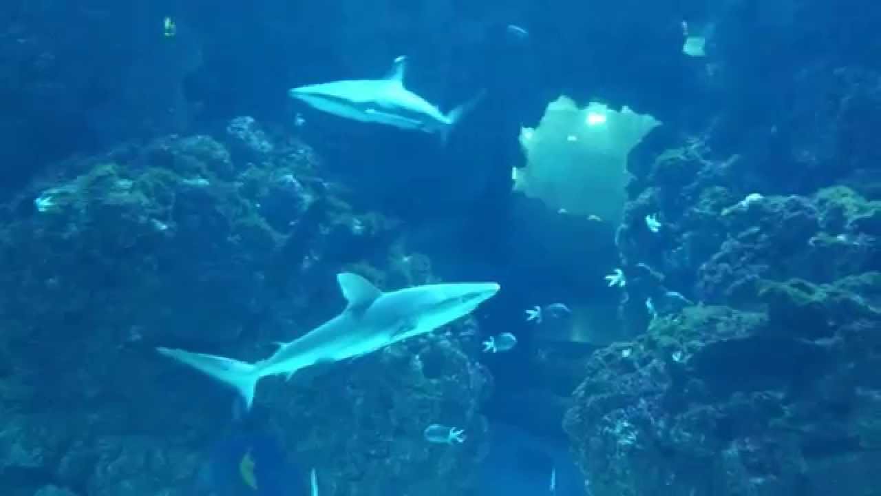 MONACO Requins, à l'aquarium du Musée Océanographique YouTube — free download