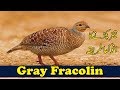 How to caught gray francolin new trick - gray Francolin Caught New Technique - by MR Videos 2020