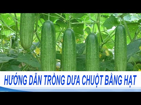 Video: Trồng Dưa Chuột Sớm