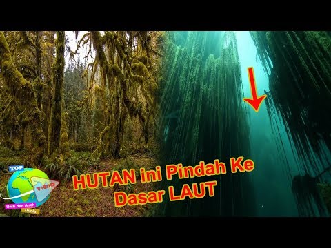 Video: Hutan Bawah Laut Artik Yang Menakjubkan: Alam Misteri - Pandangan Alternatif