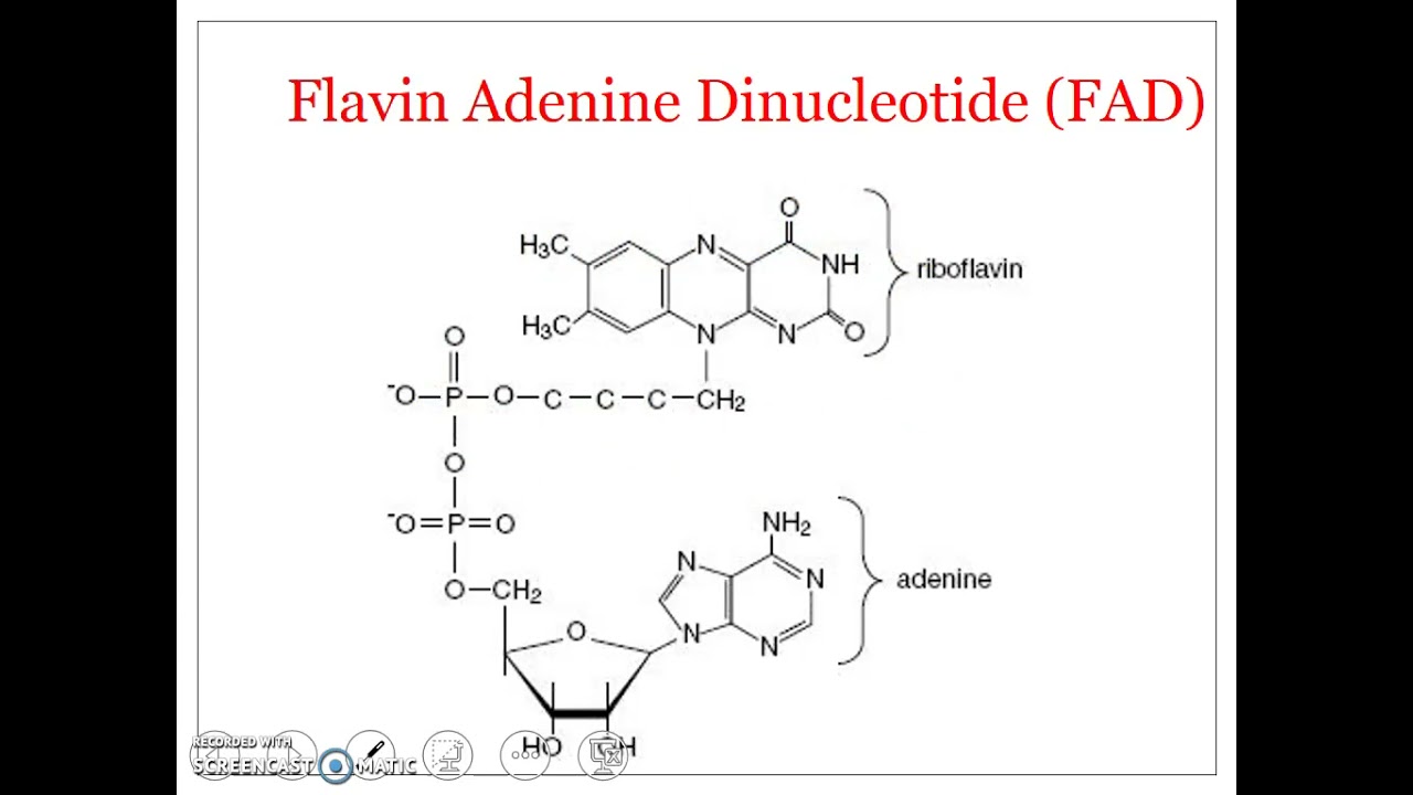 Biochemistry Of FAD YouTube Biochemistry Of FAD YouTube