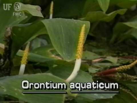 Video: Orontium Suyu - 