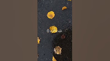 سورة طه الاية:(٢٥-٢٨)