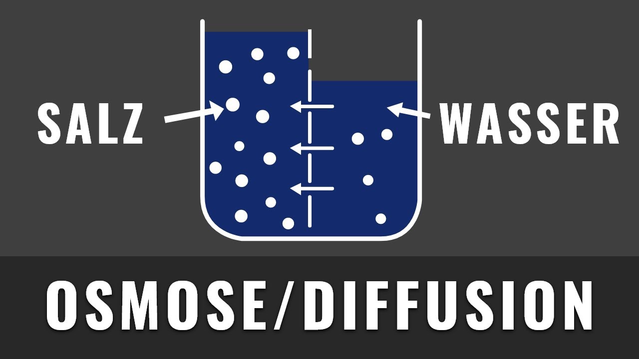 Unterschied Zwischen Osmose Und Diffusion Osmose und Diffusion | Schnell und einfach erklärt | Biologie Abitur
