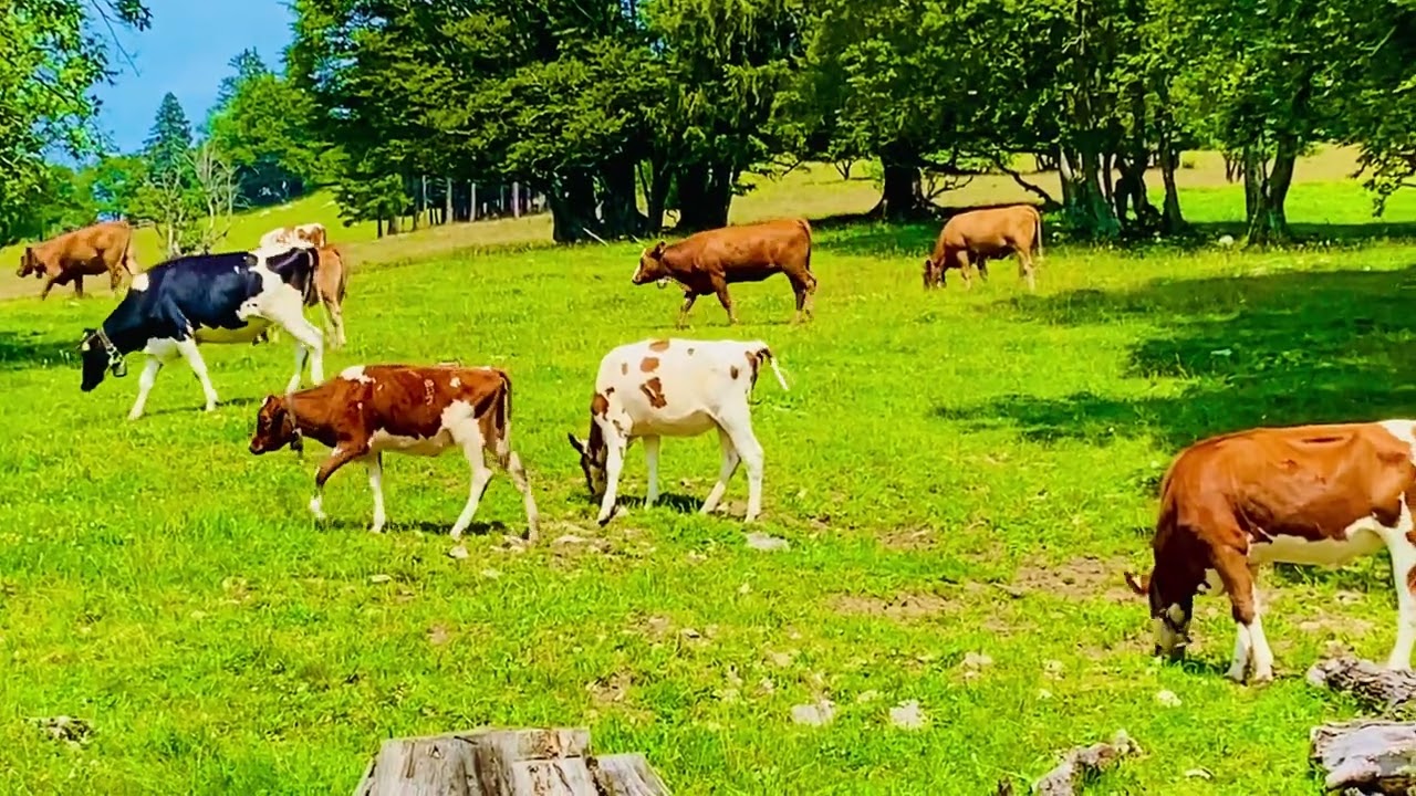 Alpine Serenity: Swiss Cows and Goats Parading in Front of the Camera Through Scenic Meadows 🐄🐐🇨🇭