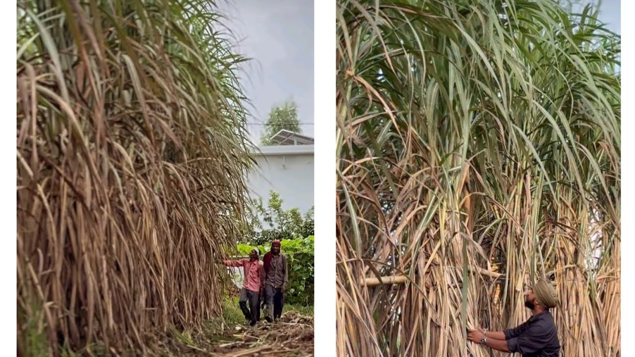 गन्ना की ऐसी variety  जो कर सकती है सब variety यो को fall || 1000 quintal pur acer पैदावार देने वाली