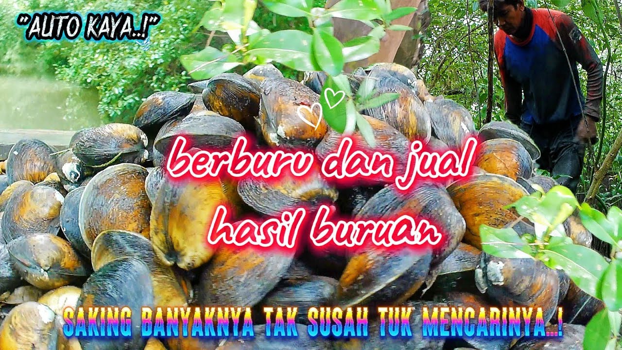 Panen Kerang Jumbo di Rawa Bakau! Langsung Jual ke Pengepul, Harganya Fantastis!