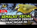 Ciak Ciak Kecial Kuning Ngeriwik Joss Ampuh Bikin Kecial Malas Bunyi Jadi NGAMUK‼️| PEPADU KECIAL