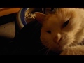 猫と火鉢 cat&Hibachi