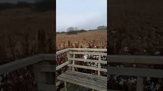 Bad Buchau Federsee Auf Dem Steg Glg Von Carobi -