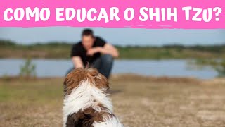 COMO EDUCAR O SHIH TZU? | Aprenda o passo a passo