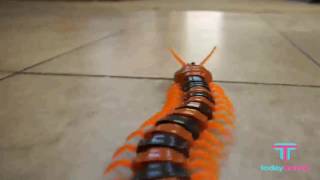 centipede cat toy
