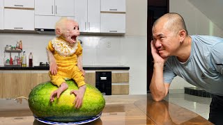 Try not to laugh🤣 Monkey Luk shouted for dad help when see huge watermelon