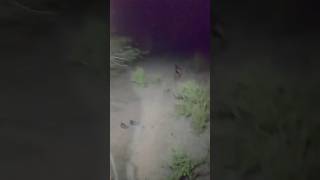 Real Horror Encounter at Night 😱 | Scary Video” #short