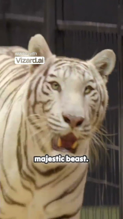 highest jumping man vs white lion who is highest jump#mrbeast #mrbeastshorts