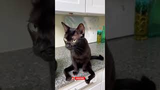 Why is this cat arguing like a human 😂#1#millionviews #funny #trending #pets #viralshorts