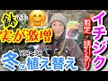【今から始める人必見👀】イチジクは冬のお手入れが9割‼️丈夫に育つ植え替え☝️/ コンパクトに実の数を増やすための強剪定、誘引もお見せします😊鉢植えなら省スペースで今から始められる‼️【ガーデニング】