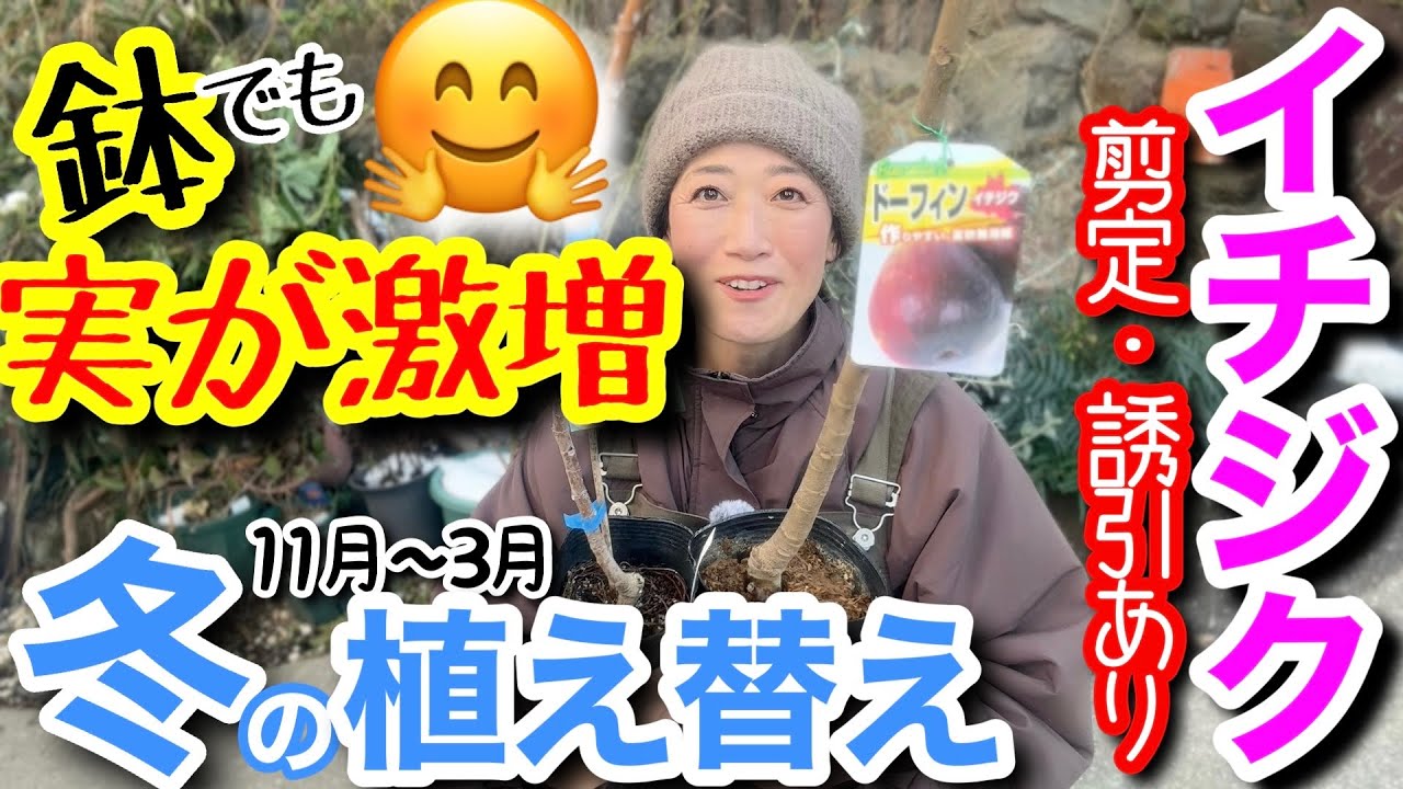 【今から始める人必見👀】イチジクは冬のお手入れが9割‼️丈夫に育つ植え替え☝️/ コンパクトに実の数を増やすための強剪定、誘引もお見せします😊鉢植えなら省スペースで今から始められる‼️【ガーデニング】