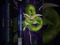 When your opp don't let you #synchro, just #link summon #anaconda