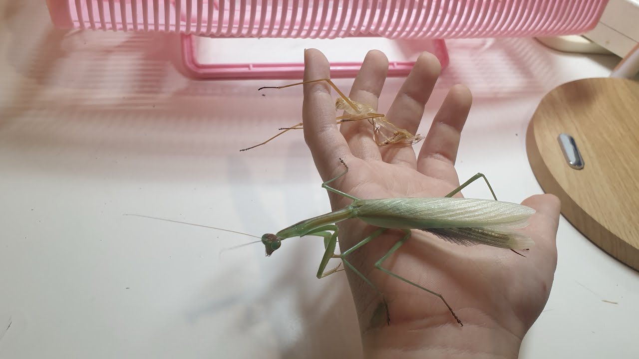 초순이의 탈피 과정 - YouTube